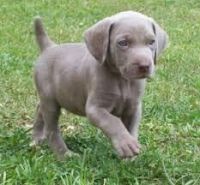 Weimaraner Puppies for sale in Columbus, MT 59019, USA. price: NA