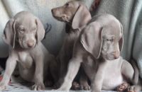 Weimaraner Puppies for sale in Carlsbad, CA, USA. price: NA