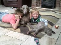 Weimaraner Puppies for sale in El Paso, TX, USA. price: NA