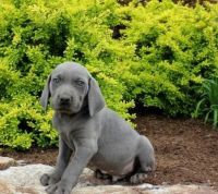 Weimaraner Puppies for sale in York, SC 29745, USA. price: NA