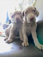 Weimaraner Puppies for sale in Los Angeles, CA, USA. price: NA