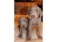 Weimaraner Puppies for sale in Jersey City, NJ, USA. price: NA