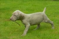 Weimaraner Puppies for sale in Arlington, TX, USA. price: NA