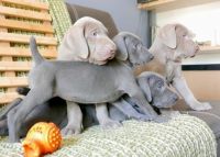 Weimaraner Puppies for sale in Anchorville, MI 48023, USA. price: NA