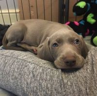 Weimaraner Puppies for sale in California Ave, South Gate, CA 90280, USA. price: NA