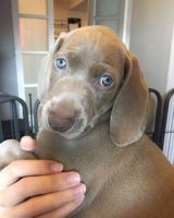 Weimaraner Puppies for sale in Maryland City, MD, USA. price: NA