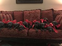 Weimaraner Puppies for sale in Massillon, OH, USA. price: NA