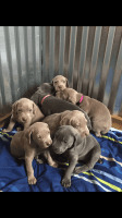 Weimaraner Puppies for sale in 33951 OH-83, Millersburg, OH 44654, USA. price: NA