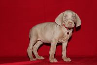 Weimaraner Puppies for sale in Canton, OH, USA. price: NA