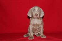 Weimaraner Puppies for sale in Canton, OH, USA. price: NA