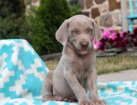 Weimaraner Puppies for sale in Columbus, OH, USA. price: NA