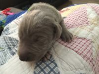 Weimaraner Puppies for sale in New Vienna, OH 45159, USA. price: NA