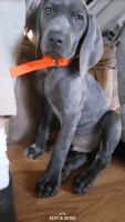 Weimaraner Puppies for sale in Vermilion, OH 44089, USA. price: NA