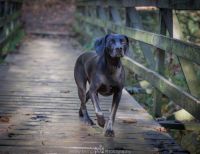 Weimaraner Puppies for sale in Florida City, FL, USA. price: NA