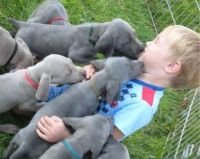 Weimaraner Puppies for sale in Dallas, TX 75270, USA. price: NA