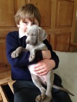 Weimaraner Puppies for sale in Edison, NJ, USA. price: NA