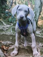 Weimaraner Puppies for sale in OR-99W, McMinnville, OR 97128, USA. price: NA