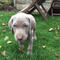 Weimaraner Puppies for sale in Seattle, WA, USA. price: NA