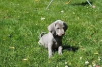 Weimaraner Puppies for sale in New York, NY, USA. price: NA