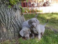 Weimaraner Puppies for sale in California St, San Francisco, CA, USA. price: NA