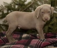 Weimaraner Puppies for sale in CA-1, Mill Valley, CA 94941, USA. price: NA