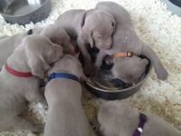 Weimaraner Puppies for sale in Wilmington, DE, USA. price: NA
