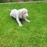 Weimaraner Puppies for sale in Los Angeles, CA, USA. price: NA
