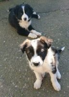 Weimaraner Puppies for sale in Charleston, SC, USA. price: NA