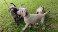 Weimaraner Puppies for sale in Boston, MA, USA. price: NA