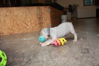 Weimaraner Puppies for sale in Mcconnellsburg, PA 17233, USA. price: NA