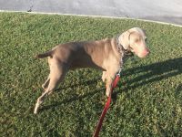 Weimaraner Puppies for sale in 35146 US Hwy 19 N, Palm Harbor, FL 34684, USA. price: NA
