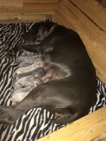 Weimaraner Puppies for sale in Caldwell, OH 43724, USA. price: NA