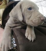 Weimaraner Puppies for sale in Norwood, NC 28128, USA. price: NA