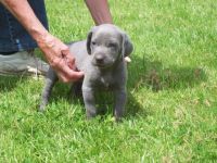 Weimaraner Puppies for sale in Columbus, OH, USA. price: NA