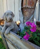 Weimaraner Puppies for sale in Riverside, CA, USA. price: NA