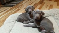 Weimaraner Puppies for sale in Rapid City, SD, USA. price: NA