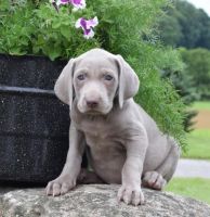Weimaraner Puppies for sale in New York, NY, USA. price: NA
