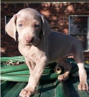Weimaraner Puppies for sale in Jackson, MS 39206, USA. price: NA
