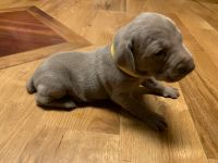 Weimaraner Puppies for sale in Norwood, NC 28128, USA. price: NA