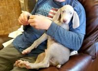 Weimaraner Puppies for sale in Portland, OR 97213, USA. price: NA