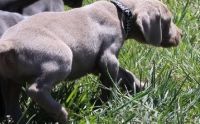 Weimaraner Puppies for sale in Cincinnati, OH, USA. price: NA