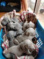 Weimaraner Puppies for sale in White Pine, TN, USA. price: NA