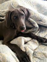 Weimaraner Puppies for sale in Florence, KY 41042, USA. price: NA