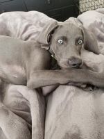 Weimaraner Puppies for sale in Florence, KY, USA. price: NA