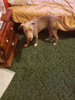 Weimaraner Puppies for sale in Spring Hill, FL 34610, USA. price: NA