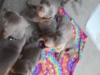 Weimaraner Puppies for sale in Los Angeles, CA 90061, USA. price: NA