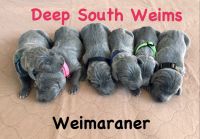 Weimaraner Puppies Photos