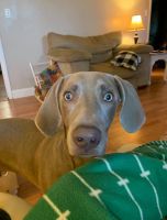 Weimaraner Puppies for sale in Irvington, KY 40146, USA. price: NA