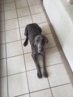 Weimaraner Puppies for sale in Plano, TX, USA. price: NA