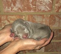 Weimaraner Puppies for sale in Jacksonville, IL 62650, USA. price: NA